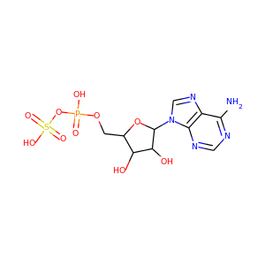 adenosine phosphosulfate